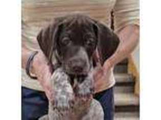 German Shorthaired Pointer Puppy for sale in Alliance, OH, USA