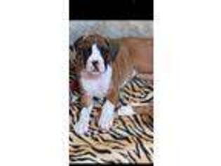Boxer Puppy for sale in Battle Ground, WA, USA