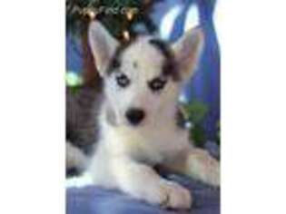 Siberian Husky Puppy for sale in Brentwood, TN, USA