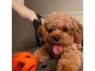 Cavapoo Puppy for sale in Myrtle Creek, OR, USA