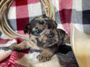 French Bulldog Puppy for sale in Exeter, MO, USA