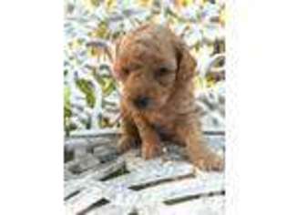 Mutt Puppy for sale in TAYLOR, TX, USA