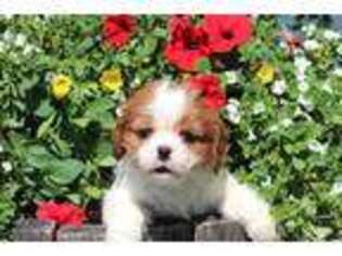 Cavalier King Charles Spaniel Puppy for sale in Hillsboro, OH, USA