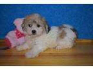 Mutt Puppy for sale in Chilton, WI, USA