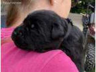 Labrador Retriever Puppy for sale in Afton, NY, USA