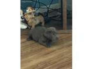 Labrador Retriever Puppy for sale in Spencer, IN, USA
