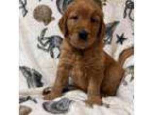 Golden Retriever Puppy for sale in Wesley Chapel, FL, USA