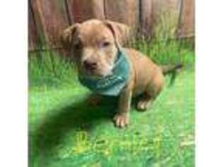 Mutt Puppy for sale in West Mifflin, PA, USA