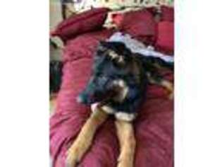 German Shepherd Dog Puppy for sale in Brewerton, NY, USA