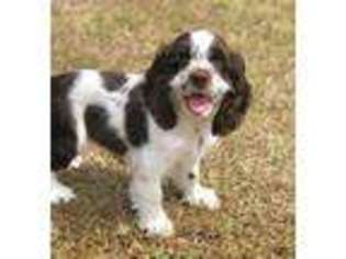Cocker Spaniel Puppy for sale in Statesboro, GA, USA
