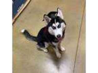 Siberian Husky Puppy for sale in Holts Summit, MO, USA