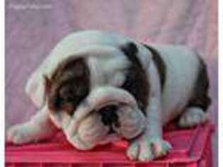 Bulldog Puppy for sale in Glastonbury, CT, USA