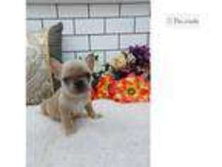 French Bulldog Puppy for sale in Mansfield, OH, USA