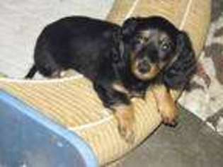 Dachshund Puppy for sale in Pearl River, LA, USA