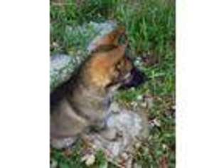 German Shepherd Dog Puppy for sale in Lake Geneva, WI, USA