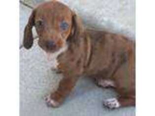 Dachshund Puppy for sale in Decatur, IN, USA