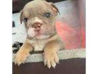 Bulldog Puppy for sale in South Gate, CA, USA