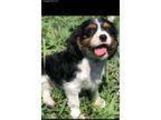 Cavalier King Charles Spaniel Puppy for sale in Fredericksburg, VA, USA