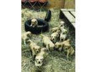 Golden Retriever Puppy for sale in Janesville, MN, USA