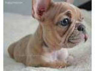 French Bulldog Puppy for sale in Oak Harbor, WA, USA