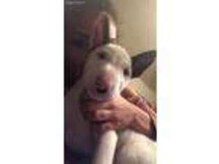 Bull Terrier Puppy for sale in Seattle, WA, USA