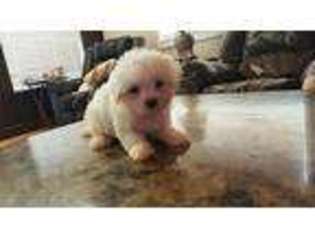 Maltese Puppy for sale in Panama City, FL, USA