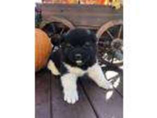 Akita Puppy for sale in Republic, PA, USA