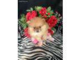 Pomeranian Puppy for sale in Seville, OH, USA