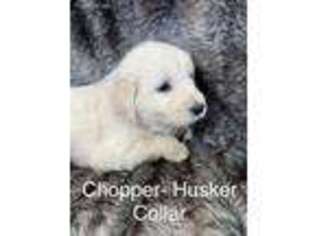 Golden Retriever Puppy for sale in Parker, CO, USA