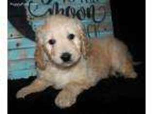 Goldendoodle Puppy for sale in Koshkonong, MO, USA