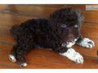 Lagotto Romagnolo Puppy for sale in Binghamton, NY, USA