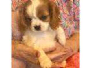 Cavalier King Charles Spaniel Puppy for sale in Andalusia, AL, USA