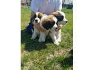 Saint Bernard Puppy for sale in Watkins, MN, USA