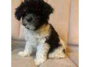 Shih-Poo Puppy for sale in Cleveland, OH, USA