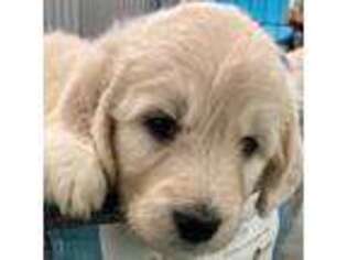 Goldendoodle Puppy for sale in Honolulu, HI, USA