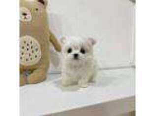 Maltese Puppy for sale in Crescent City, CA, USA