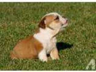 Bulldog Puppy for sale in EVENSVILLE, TN, USA
