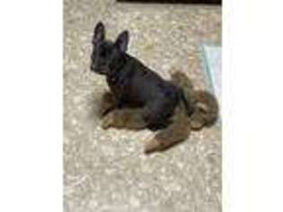 French Bulldog Puppy for sale in Big Spring, TX, USA