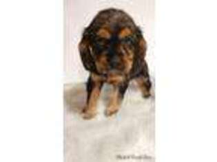 Cocker Spaniel Puppy for sale in Fort Smith, AR, USA
