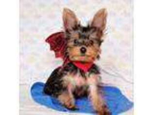 Yorkshire Terrier Puppy for sale in Brooklyn, NY, USA