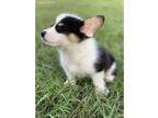 Pembroke Welsh Corgi Puppy for sale in Killeen, TX, USA