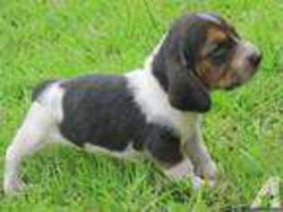 Basset Hound Puppy for sale in DENTON, GA, USA