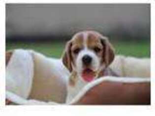 Beagle Puppy for sale in Newburgh, NY, USA