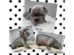 French Bulldog Puppy for sale in Garner, IA, USA