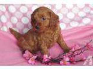Mutt Puppy for sale in ISANTI, MN, USA