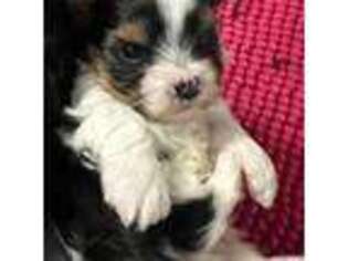 Biewer Terrier Puppy for sale in Owensville, MO, USA