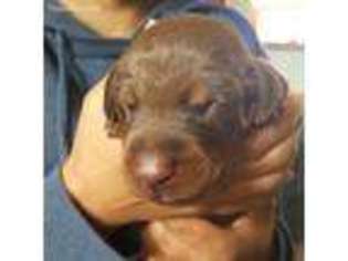 Doberman Pinscher Puppy for sale in Federal Way, WA, USA