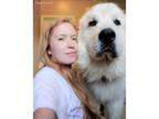 Great Pyrenees Puppy for sale in Troy, MO, USA