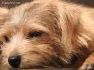 Norfolk Terrier Puppy for sale in Seagrove, NC, USA