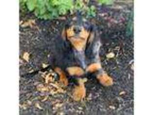 Dachshund Puppy for sale in Pflugerville, TX, USA